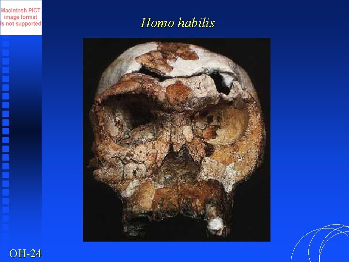 Homo habilis OH-24 