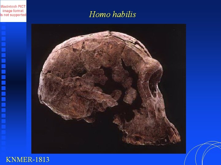 Homo habilis KNMER-1813 