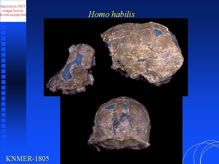 Homo habilis KNMER-1805 