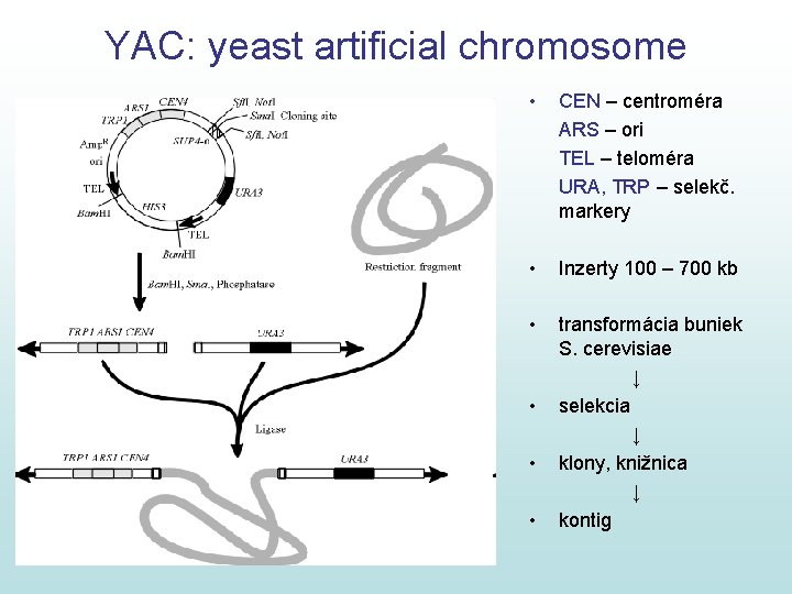 YAC: yeast artificial chromosome • CEN – centroméra ARS – ori TEL – teloméra YAC: yeast artificial chromosome • CEN – centroméra ARS – ori TEL – teloméra