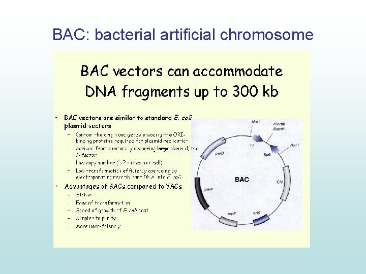 BAC: bacterial artificial chromosome BAC: bacterial artificial chromosome
