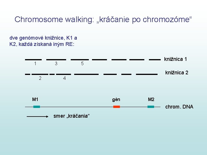 Chromosome walking: „kráčanie po chromozóme“ dve genómové knižnice, K 1 a K 2, každá