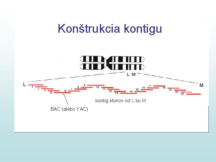 Konštrukcia kontigu L M kontig klonov od L ku M BAC (alebo YAC) 