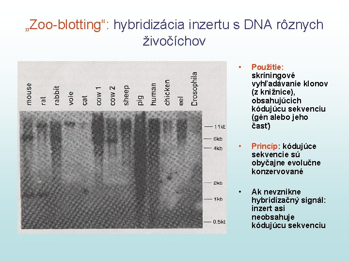 „Zoo-blotting“: hybridizácia inzertu s DNA rôznych živočíchov • Použitie: skríningové vyhľadávanie klonov (z knižnice),