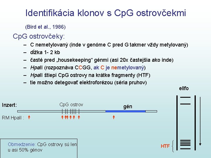 Identifikácia klonov s Cp. G ostrovčekmi (Bird et al. , 1986) Cp. G ostrovčeky: