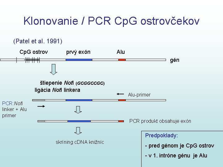 Klonovanie / PCR Cp. G ostrovčekov (Patel et al. 1991) Cp. G ostrov prvý