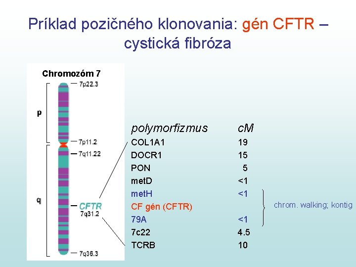 Príklad pozičného klonovania: gén CFTR – cystická fibróza Chromozóm 7 polymorfizmus c. M COL Príklad pozičného klonovania: gén CFTR – cystická fibróza Chromozóm 7 polymorfizmus c. M COL