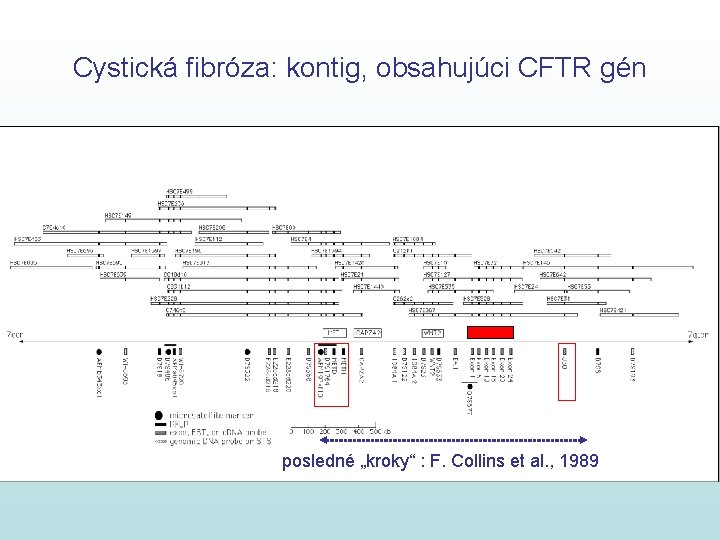 Cystická fibróza: kontig, obsahujúci CFTR gén posledné „kroky“ : F. Collins et al. ,