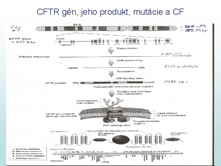 CFTR gén, jeho produkt, mutácie a CF 