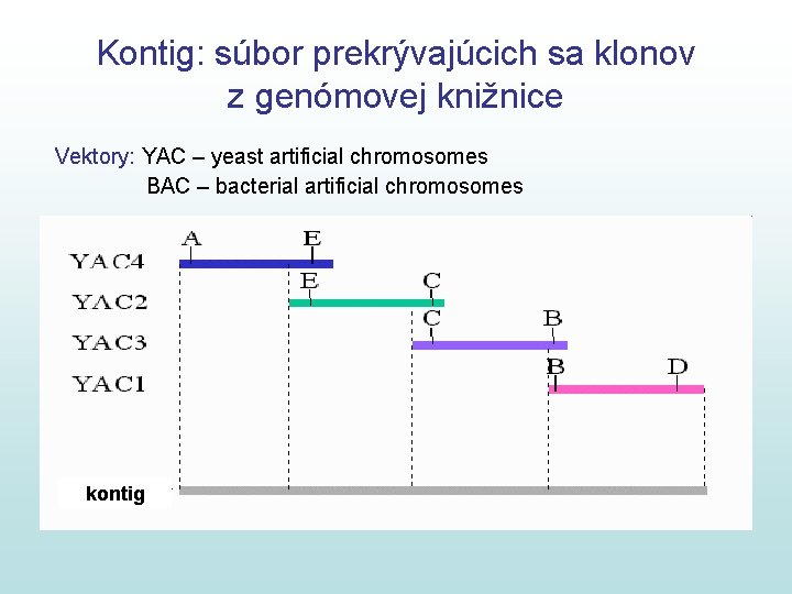 Kontig: súbor prekrývajúcich sa klonov z genómovej knižnice Vektory: YAC – yeast artificial chromosomes