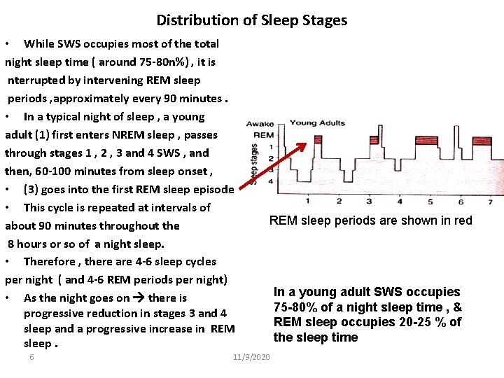 Distribution of Sleep Stages • While SWS occupies most of the total night sleep