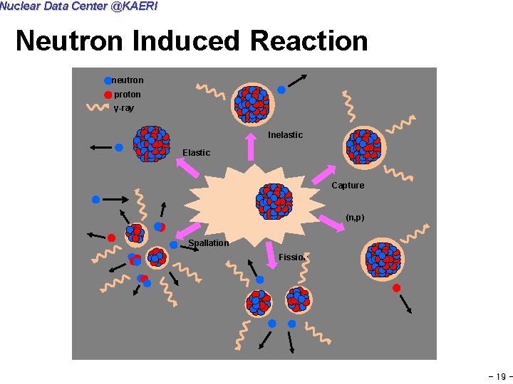 Nuclear Data Center @KAERI Neutron Induced Reaction neutron proton γ-ray Inelastic Elastic Capture (n,
