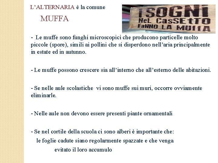 L’ALTERNARIA è la comune MUFFA - Le muffe sono funghi microscopici che producono particelle