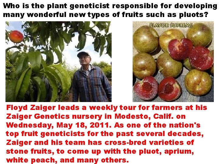 Who is the plant geneticist responsible for developing many wonderful new types of fruits Who is the plant geneticist responsible for developing many wonderful new types of fruits
