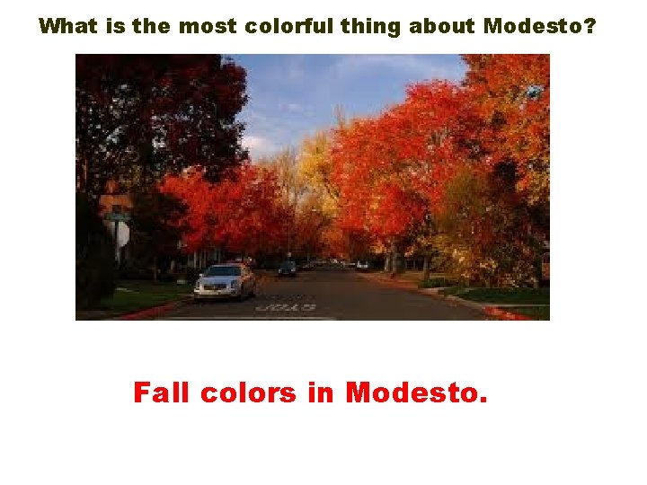 What is the most colorful thing about Modesto? Fall colors in Modesto. What is the most colorful thing about Modesto? Fall colors in Modesto.