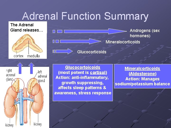 Adrenal Function Summary The Adrenal Gland releases… Androgens (sex hormones) Mineralocorticoids Glucocortoicoids Mineralcorticoids (most