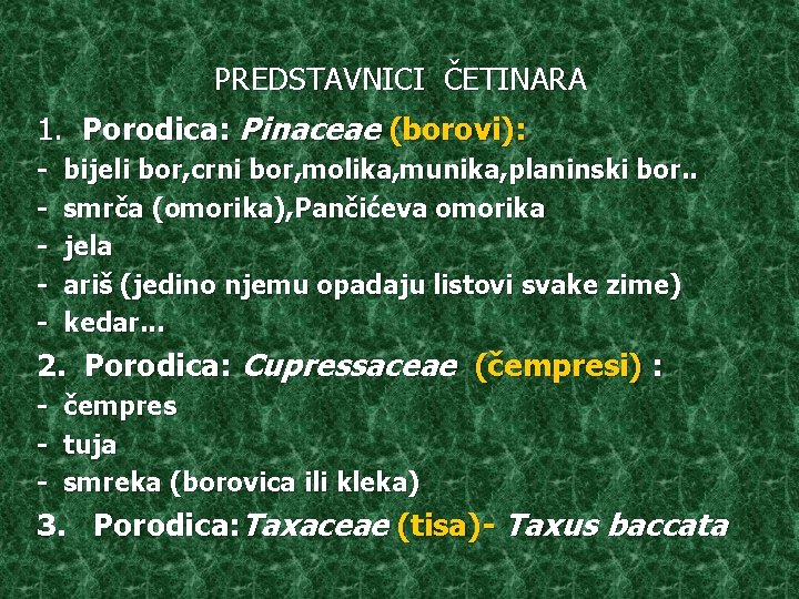 PREDSTAVNICI ČETINARA 1. Porodica: Pinaceae (borovi): - bijeli bor, crni bor, molika, munika, planinski PREDSTAVNICI ČETINARA 1. Porodica: Pinaceae (borovi): - bijeli bor, crni bor, molika, munika, planinski