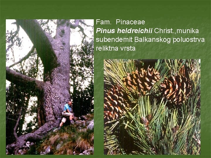 Fam. Pinaceae Pinus heldreichii Christ. , munika subendemit Balkanskog poluostrva reliktna vrsta 