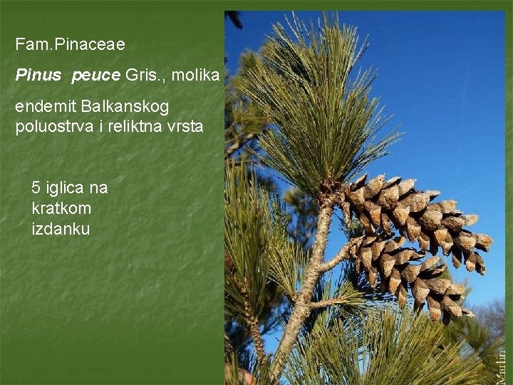 Fam. Pinaceae Pinus peuce Gris. , molika endemit Balkanskog poluostrva i reliktna vrsta 5