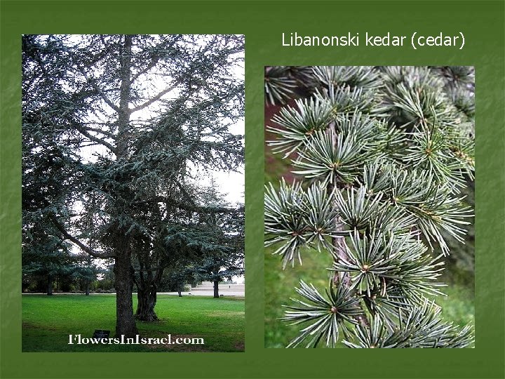 Libanonski kedar (cedar) 