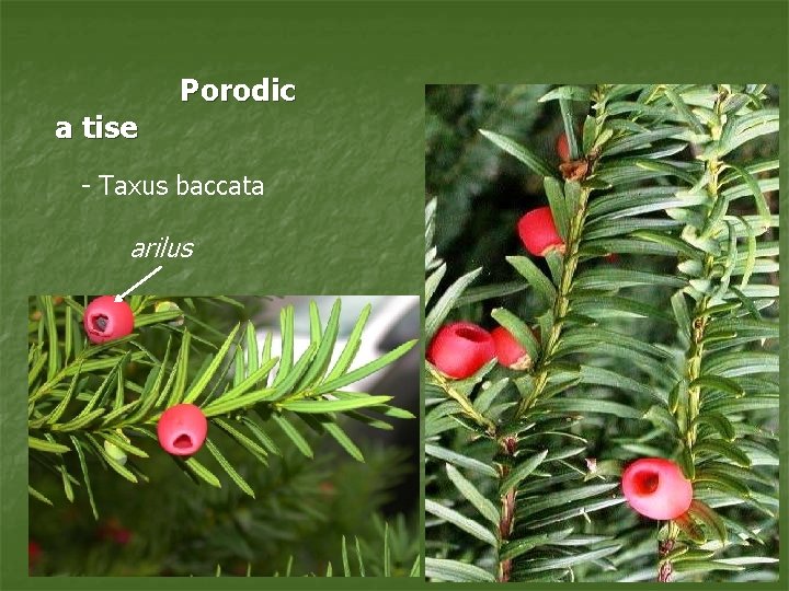 a tise Porodic - Taxus baccata arilus 