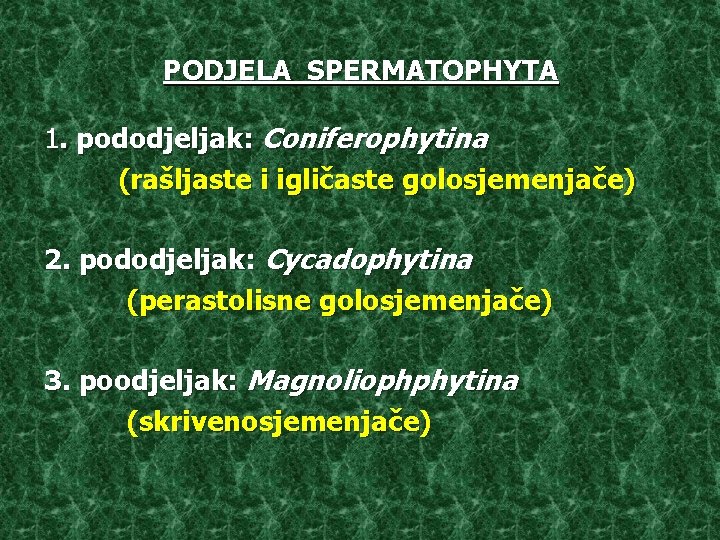 PODJELA SPERMATOPHYTA 1. pododjeljak: Coniferophytina (rašljaste i igličaste golosjemenjače) 2. pododjeljak: Cycadophytina (perastolisne golosjemenjače)