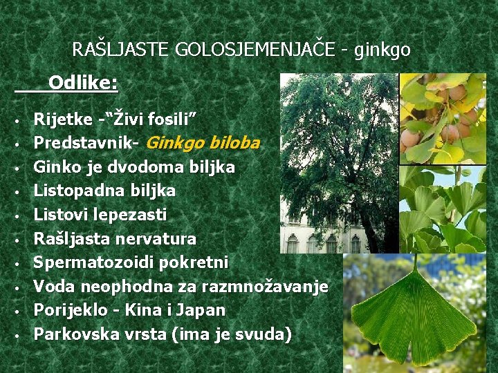 RAŠLJASTE GOLOSJEMENJAČE - ginkgo Odlike: • • • Rijetke -“Živi fosili” Predstavnik- Ginkgo biloba