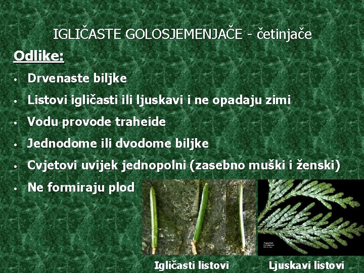 IGLIČASTE GOLOSJEMENJAČE - četinjače Odlike: • Drvenaste biljke • Listovi igličasti ili ljuskavi i