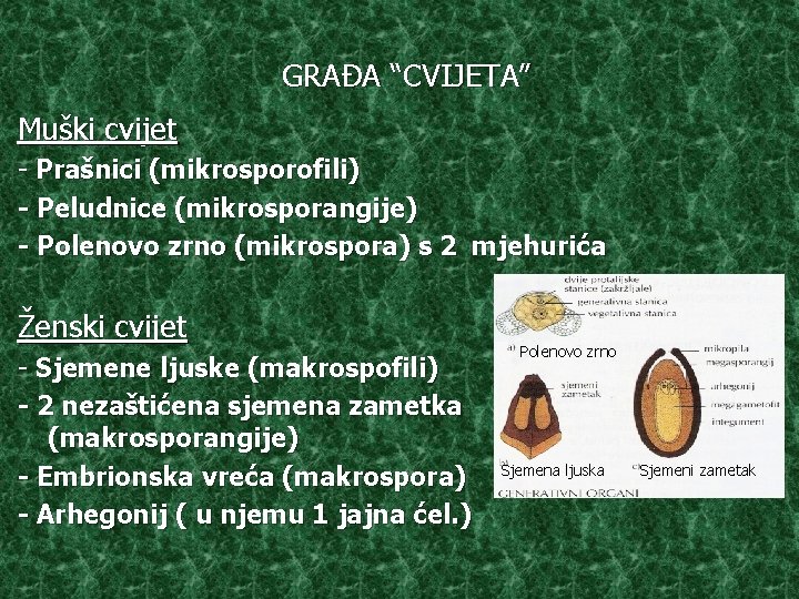 GRAĐA “CVIJETA” Muški cvijet - Prašnici (mikrosporofili) - Peludnice (mikrosporangije) - Polenovo zrno (mikrospora) GRAĐA “CVIJETA” Muški cvijet - Prašnici (mikrosporofili) - Peludnice (mikrosporangije) - Polenovo zrno (mikrospora)