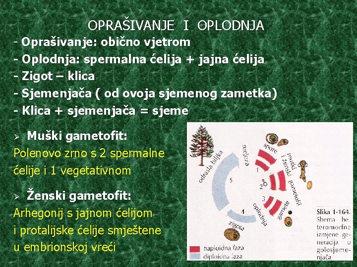 OPRAŠIVANJE I OPLODNJA - Oprašivanje: obično vjetrom - Oplodnja: spermalna ćelija + jajna ćelija