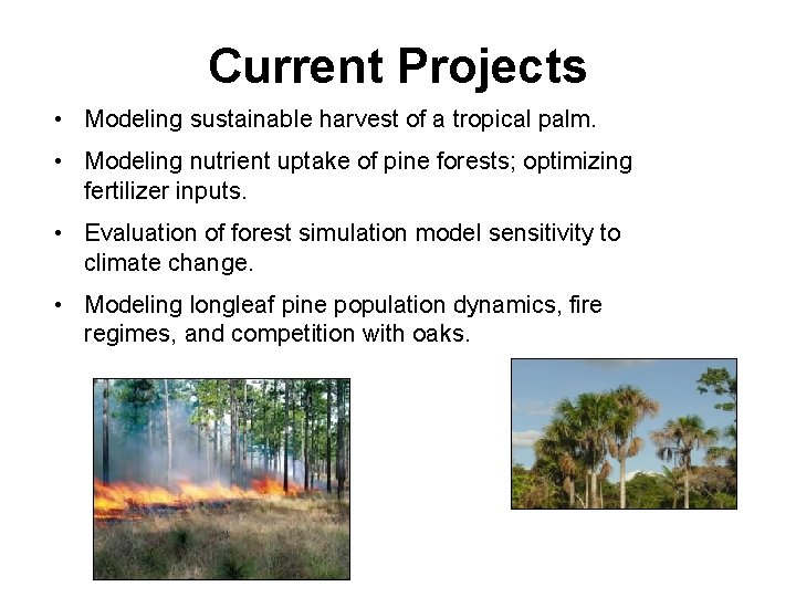 Current Projects • Modeling sustainable harvest of a tropical palm. • Modeling nutrient uptake