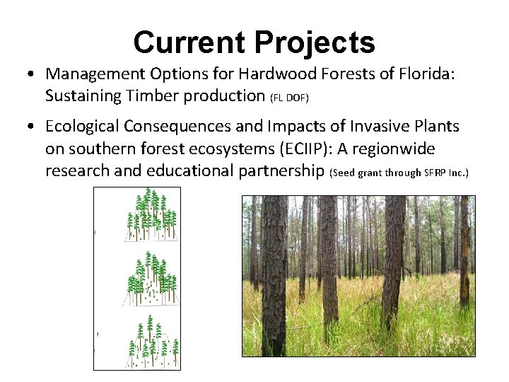 Current Projects • Management Options for Hardwood Forests of Florida: Sustaining Timber production (FL