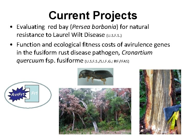Current Projects • Evaluating red bay (Persea borbonia) for natural resistance to Laurel Wilt