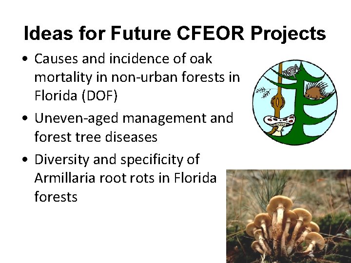 Ideas for Future CFEOR Projects • Causes and incidence of oak mortality in non-urban