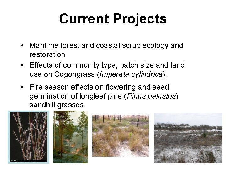 Current Projects • Maritime forest and coastal scrub ecology and restoration • Effects of