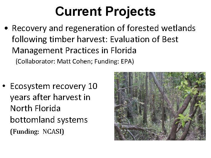 Current Projects • Recovery and regeneration of forested wetlands following timber harvest: Evaluation of