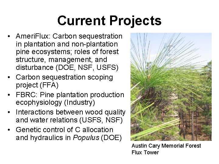Current Projects • Ameri. Flux: Carbon sequestration in plantation and non-plantation pine ecosystems; roles