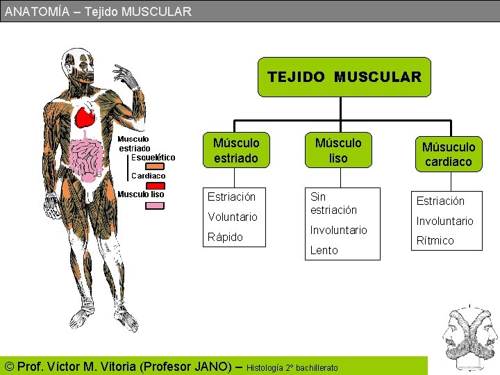 ANATOMÍA – Tejido MUSCULAR TEJIDO MUSCULAR Músculo estriado Estriación Voluntario Rápido Músculo liso Sin