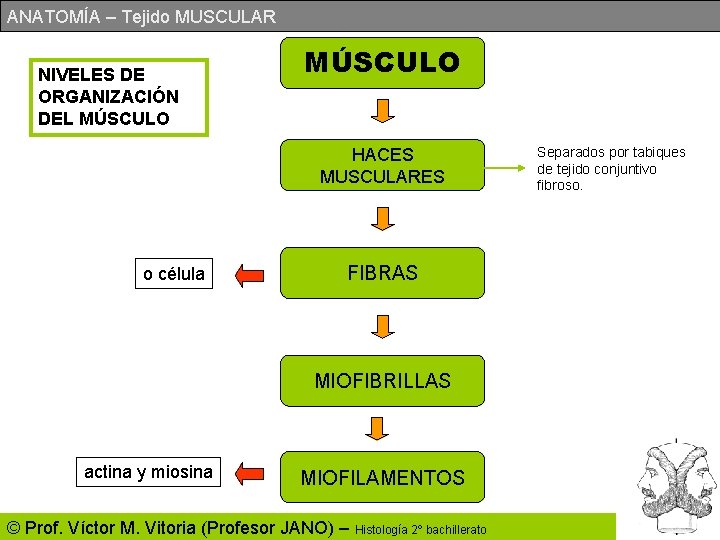 ANATOMÍA – Tejido MUSCULAR NIVELES DE ORGANIZACIÓN DEL MÚSCULO HACES MUSCULARES o célula FIBRAS