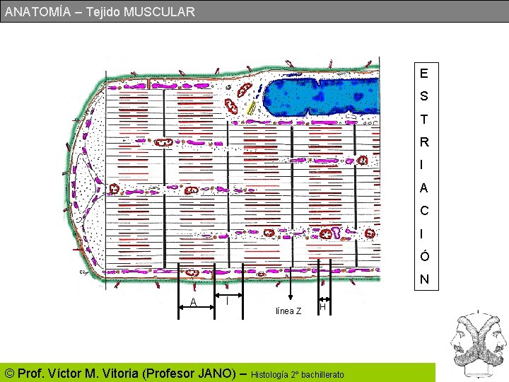 ANATOMÍA – Tejido MUSCULAR E S T R I A C I Ó N