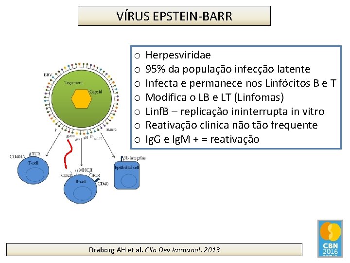 VÍRUS EPSTEIN-BARR o o o o Herpesviridae 95% da população infecção latente Infecta e