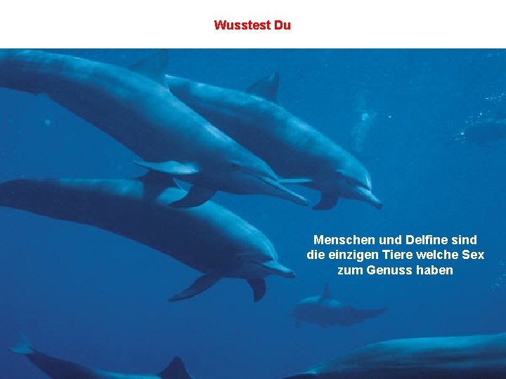 Wusstest Du Menschen und Delfine sind die einzigen Tiere welche Sex zum Genuss haben