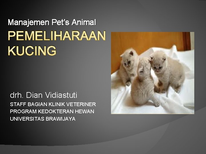 Manajemen Pet’s Animal PEMELIHARAAN KUCING drh. Dian Vidiastuti STAFF BAGIAN KLINIK VETERINER PROGRAM KEDOKTERAN