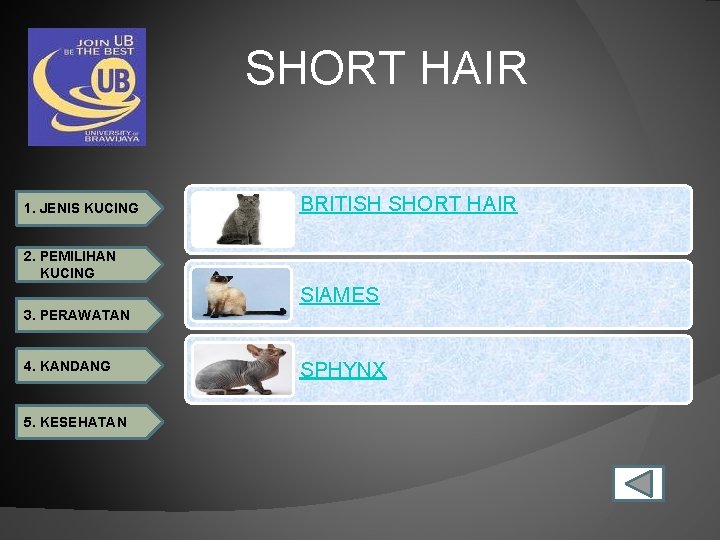 SHORT HAIR 1. JENIS KUCING BRITISH SHORT HAIR 2. PEMILIHAN KUCING SIAMES 3. PERAWATAN