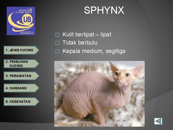 SPHYNX Kulit berlipat – lipat � Tidak berbulu � Kepala medium, segitiga � 1.