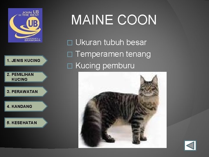 MAINE COON Ukuran tubuh besar � Temperamen tenang � Kucing pemburu � 1. JENIS
