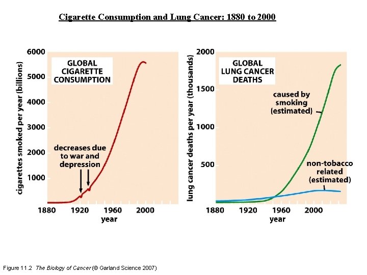 Cigarette Consumption and Lung Cancer: 1880 to 2000 Figure 11. 2 The Biology of