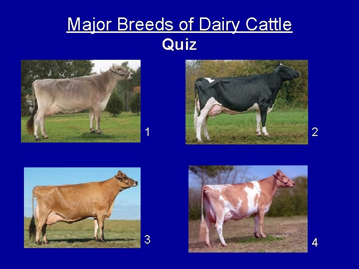 Major Breeds of Dairy Cattle Quiz 1 2 3 4 