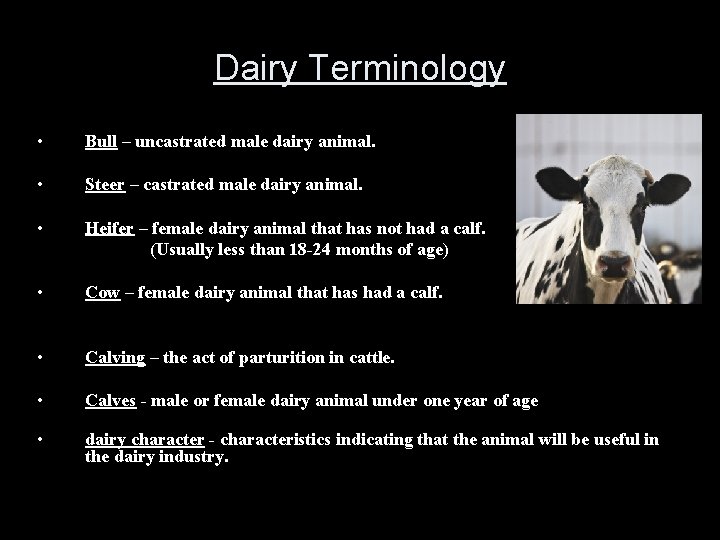 Dairy Terminology • Bull – uncastrated male dairy animal. • Steer – castrated male