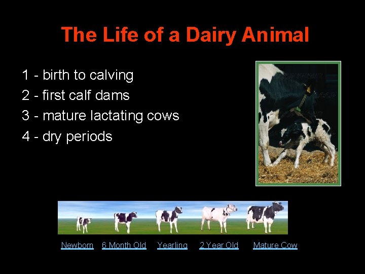 The Life of a Dairy Animal 1 - birth to calving 2 - first